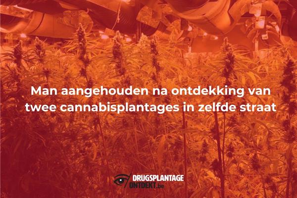 Merksem - Man aangehouden na ontdekking van twee cannabisplantages in zelfde straat